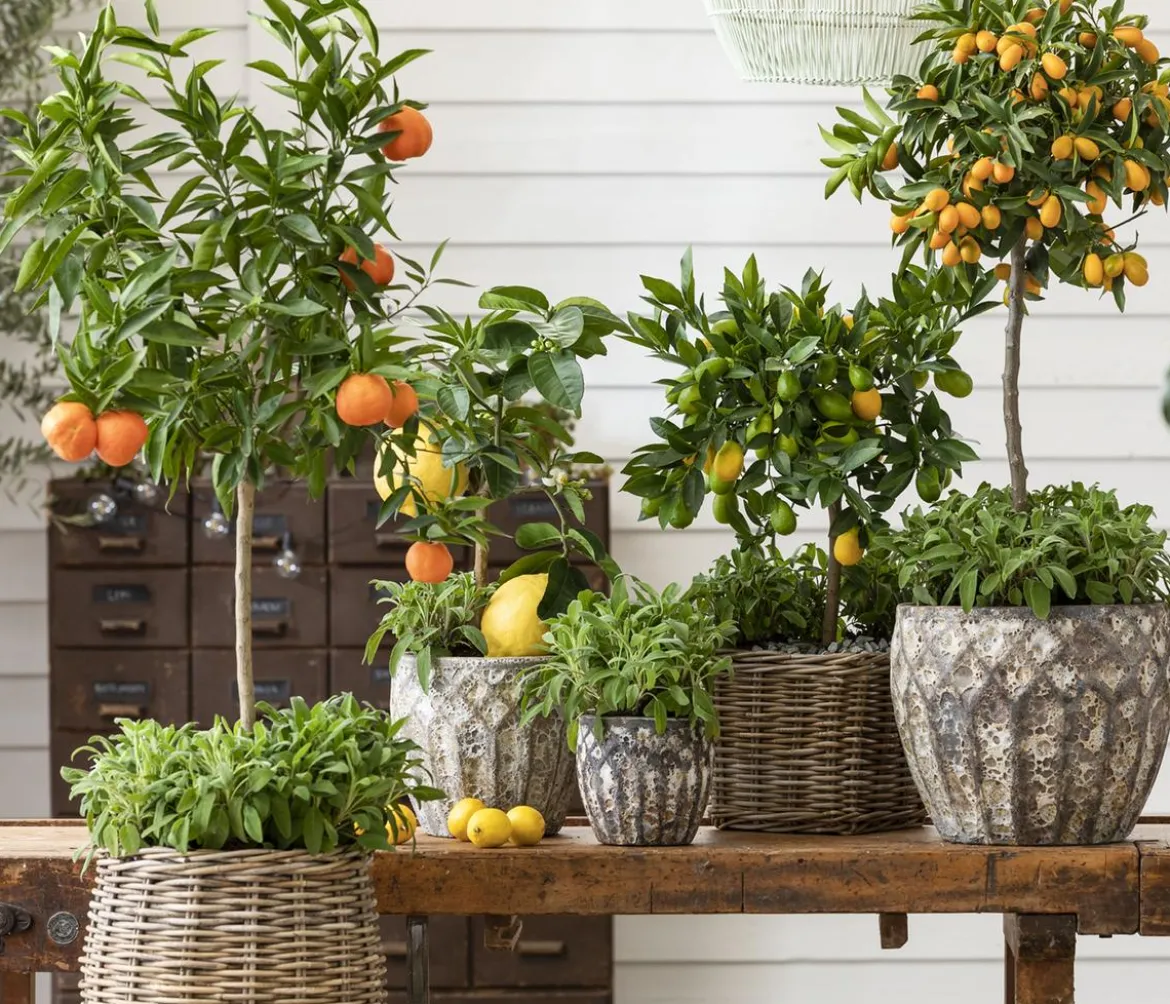 Bitterorange 'Chinotto'