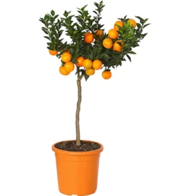 Bitterorange 'Chinotto'