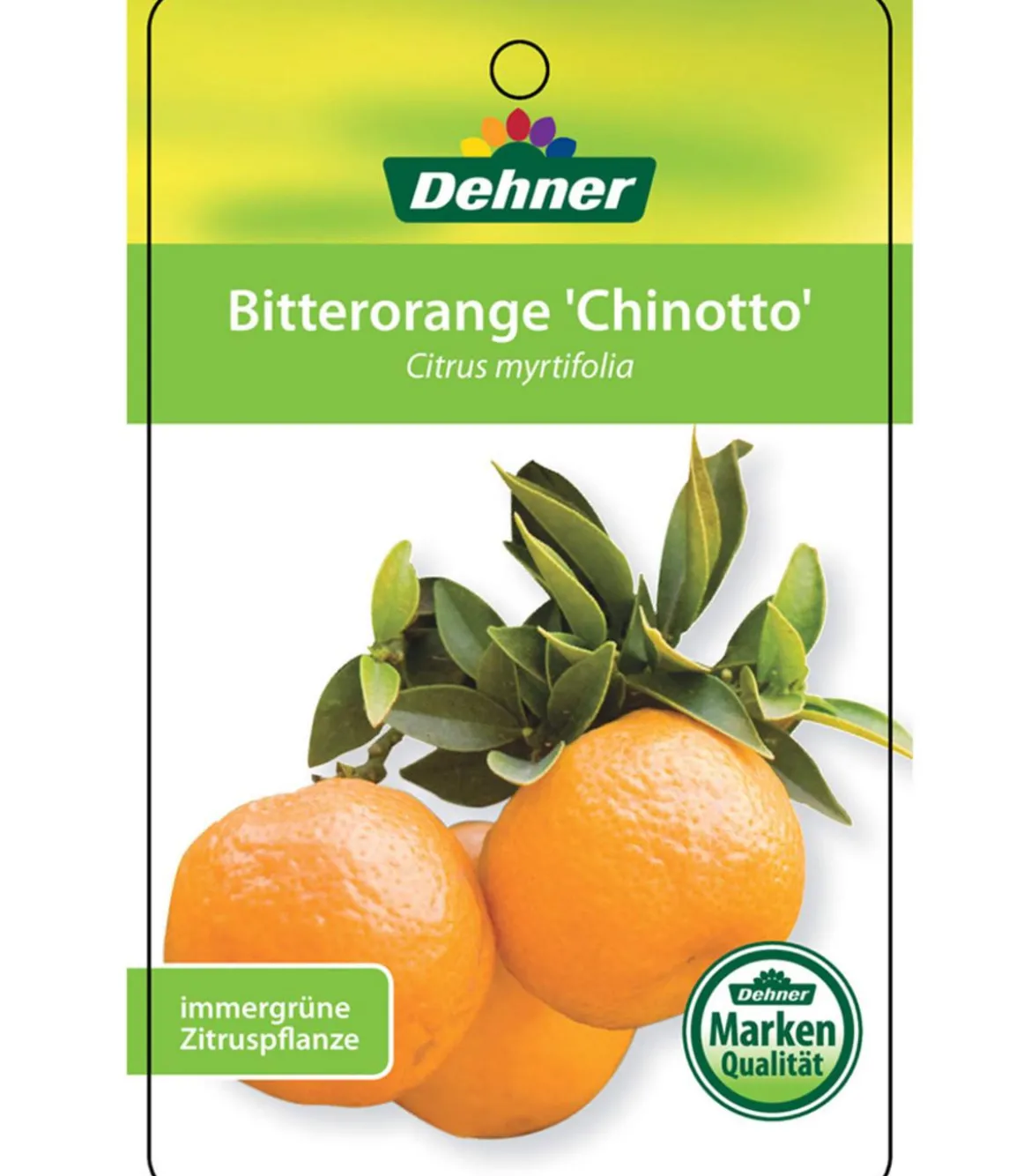 Bitterorange 'Chinotto'