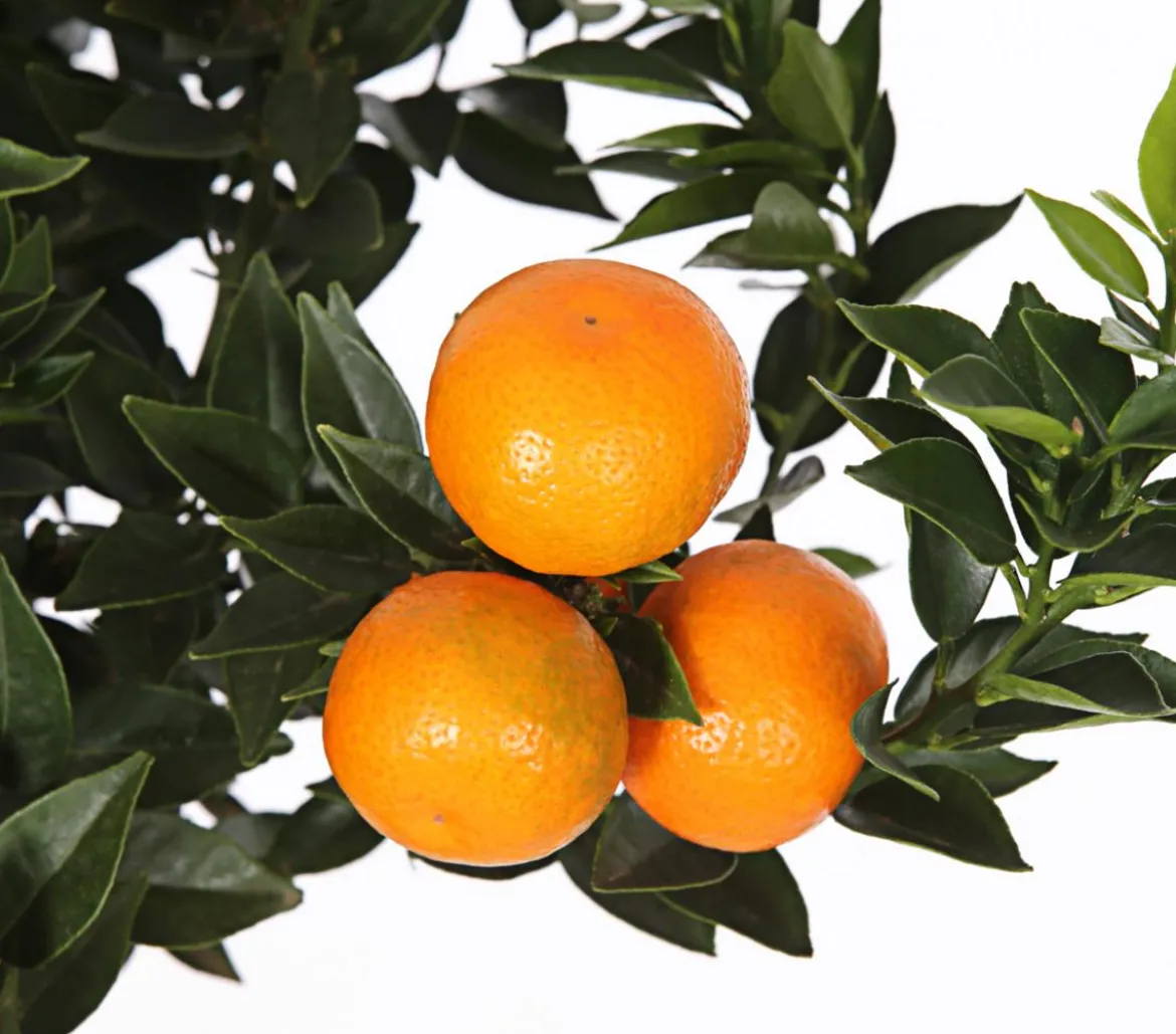Bitterorange 'Chinotto'