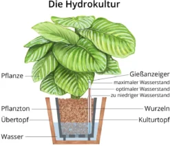 Blattanthurie - Anthurium ellipticum 'Jungle King', Hydrokultur