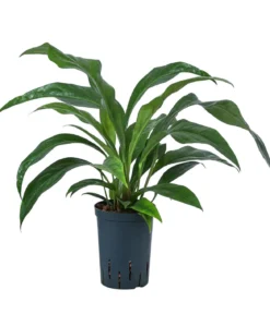 Blattanthurie - Anthurium ellipticum 'Jungle King', Hydrokultur