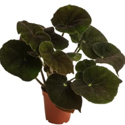 Blattbegonie - Begonia masoniana 'River'
