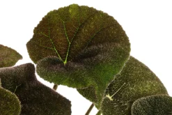 Blattbegonie - Begonia masoniana 'River'
