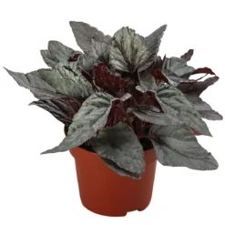 Blattbegonie - Begonia rex-Hybride 'Arctic Breeze'
