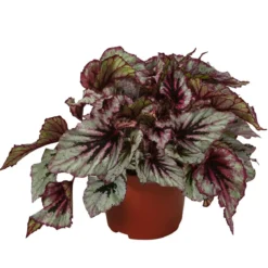 Blattbegonie - Begonia rex-Hybride 'Evening Glow'