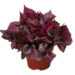 Blattbegonie - Begonia rex-Hybride 'Indian Summer'
