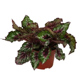 Blattbegonie - Begonia rex-Hybride 'Alaska Creek'