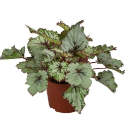 Blattbegonie - Begonia rex-Hybride 'Asian Tundra'