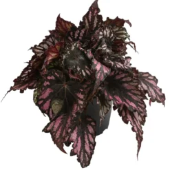 Blattbegonie - Begonia rex-Hybride, verschiedene Sorten