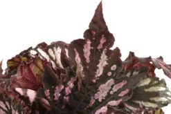 Blattbegonie - Begonia rex-Hybride, verschiedene Sorten