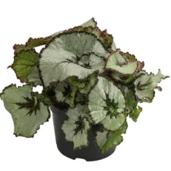 Blattbegonie - Begonia rex-Hybride, verschiedene Sorten