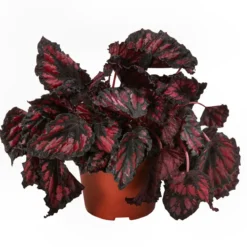 Blattbegonien-Set - Begonia rex-Hybriden, 3-teilig
