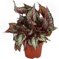 Blattbegonien-Set - Begonia rex-Hybriden, 3-teilig