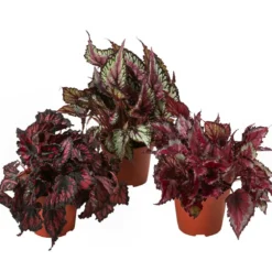 Blattbegonien-Set - Begonia rex-Hybriden, 3-teilig