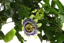 Blaue Passionsblume