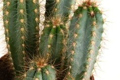 Blauer Haarsäulenkaktus - Pilosocereus azureus