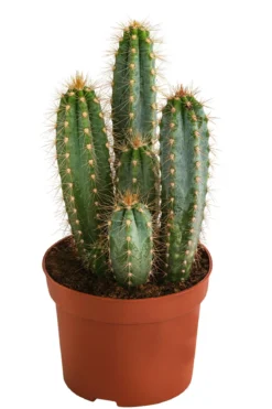 Blauer Haarsäulenkaktus - Pilosocereus azureus