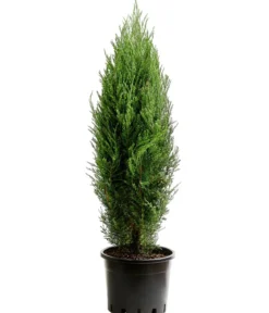 Blauer Zypressen-Wacholder 'Blue Arrow'
