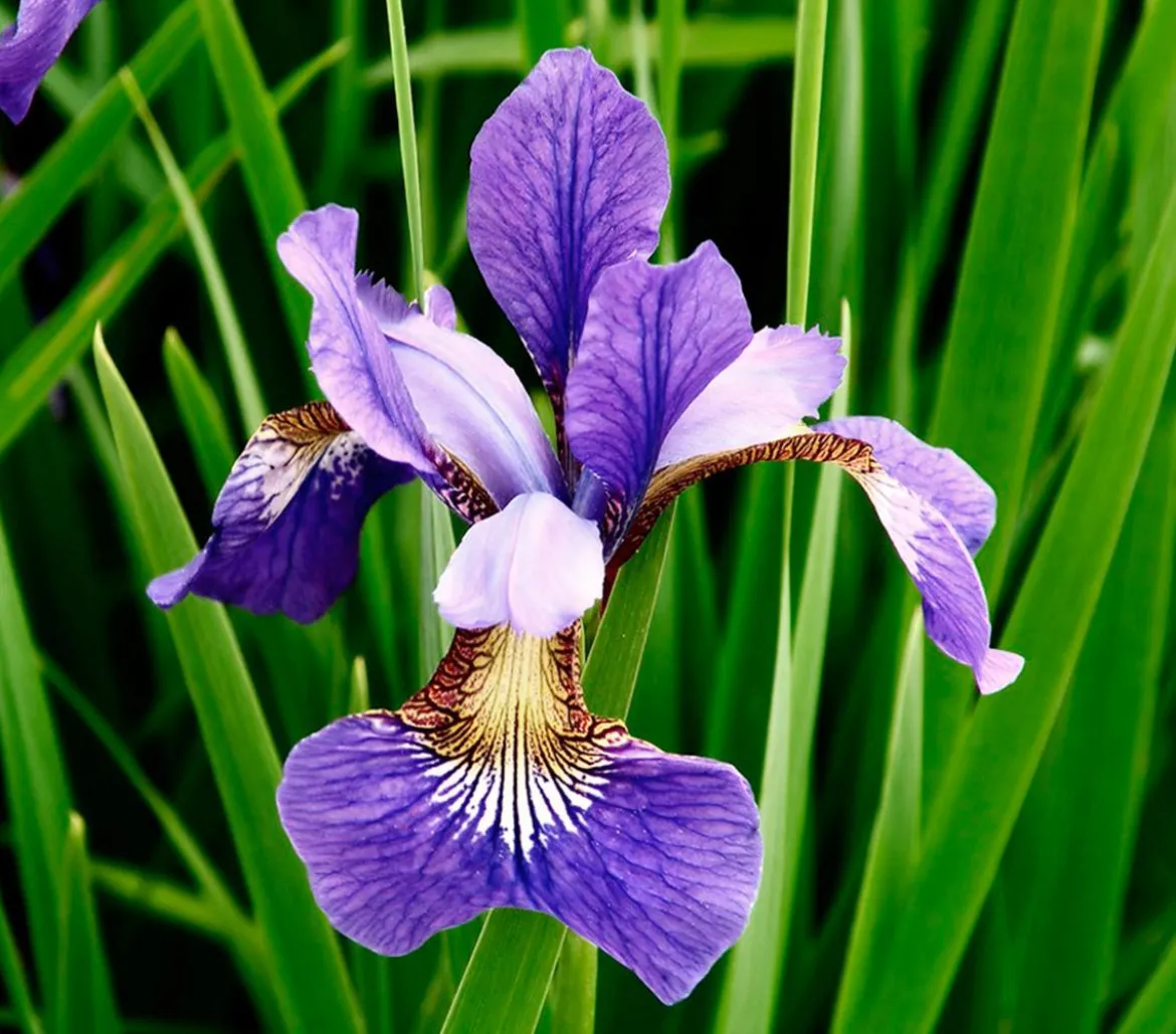 Blaue Sumpf-Iris