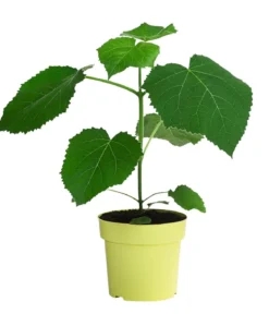 Blauglockenbaum 'NordMax21®'
