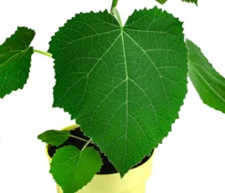 Blauglockenbaum 'NordMax21®'