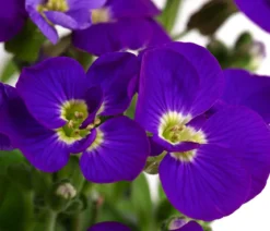 Blaukissen