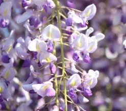 Blauregen 'Amethyst Falls®'