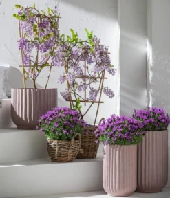 Blauregen 'Amethyst Falls®'