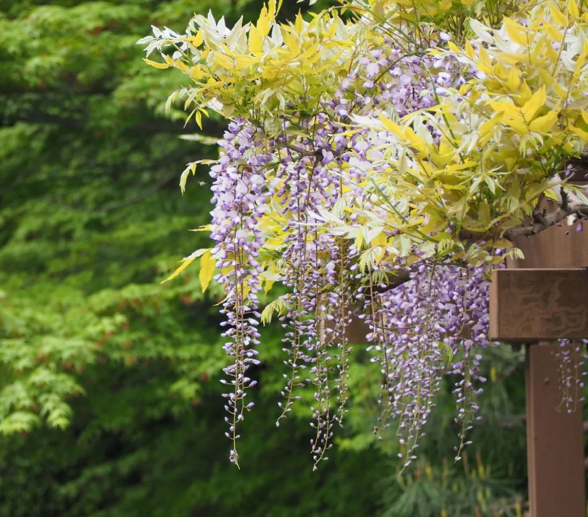 Blauregen 'Amethyst Falls®'