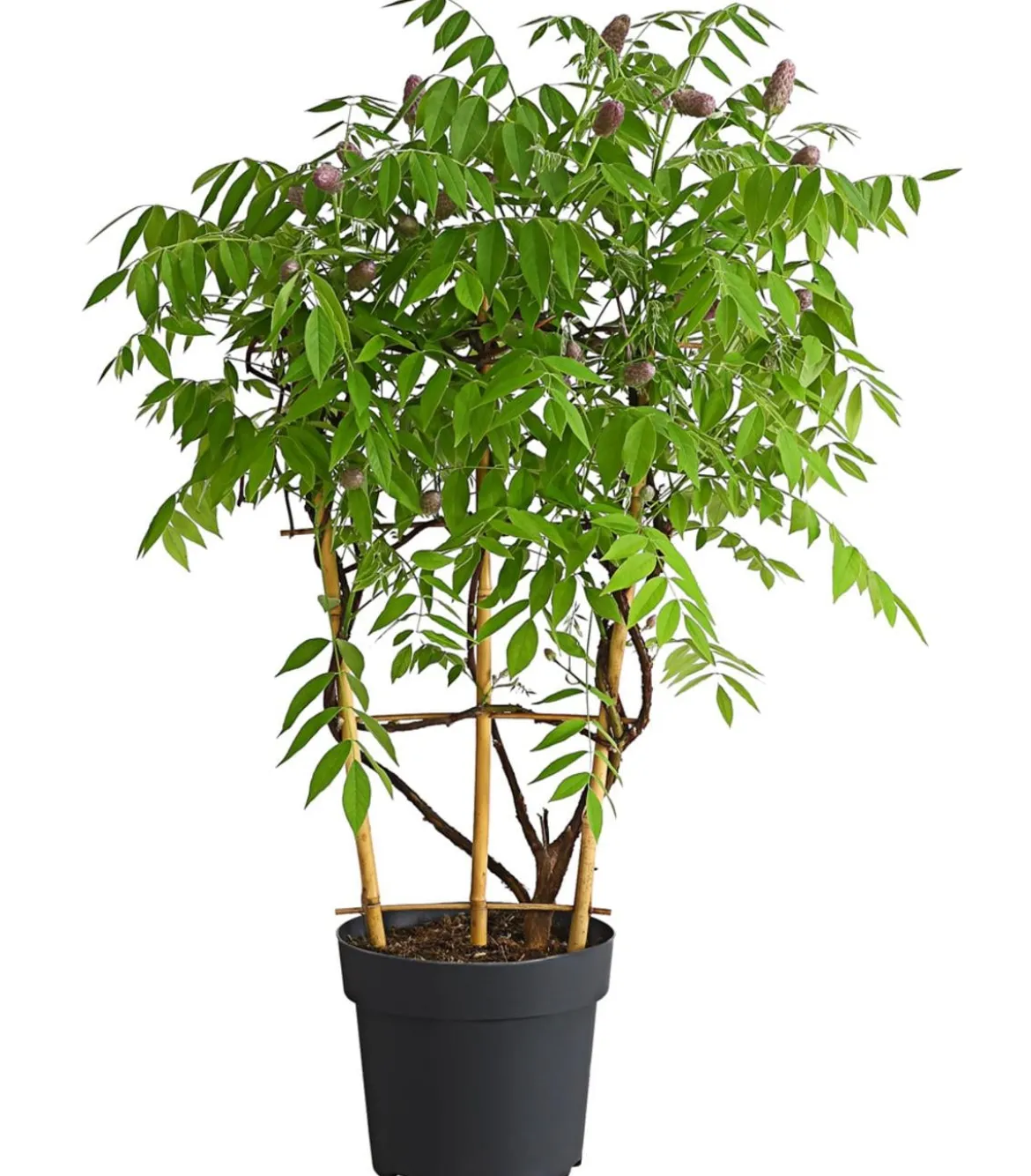 Blauregen 'Amethyst Falls®'