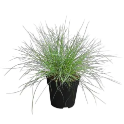 Blauschwingel 'Compact Blue'