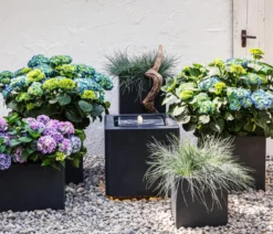 Blauschwingel 'Compact Blue'
