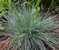 Blauschwingel 'Intense Blue'