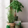 Bleistiftbaum - Euphorbia tirucalli