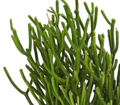 Bleistiftbaum - Euphorbia tirucalli