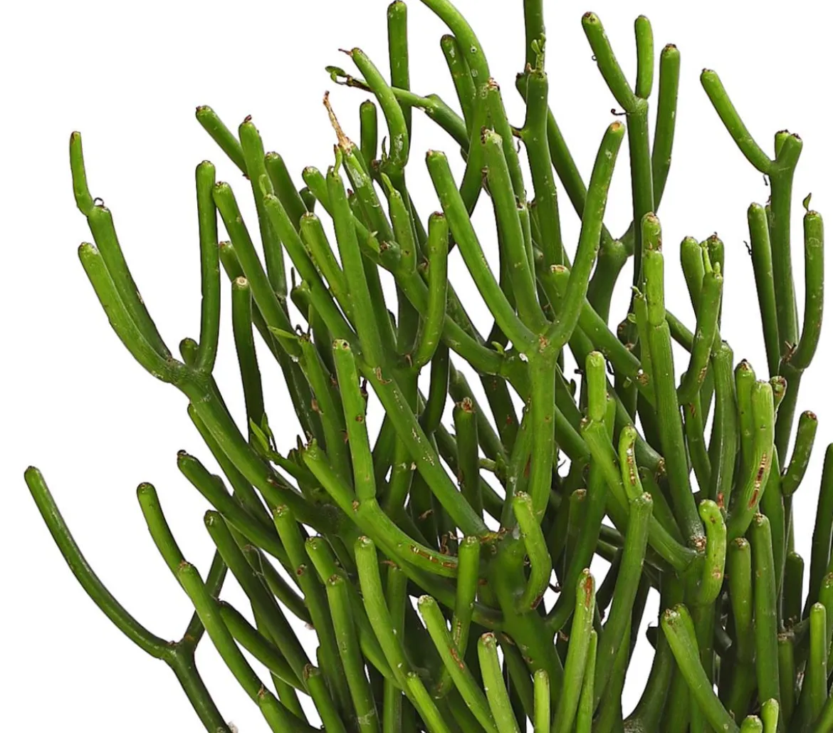 Bleistiftbaum - Euphorbia tirucalli