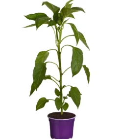 Blockpaprika, lila