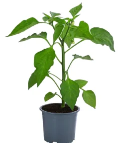 Blockpaprika, orange