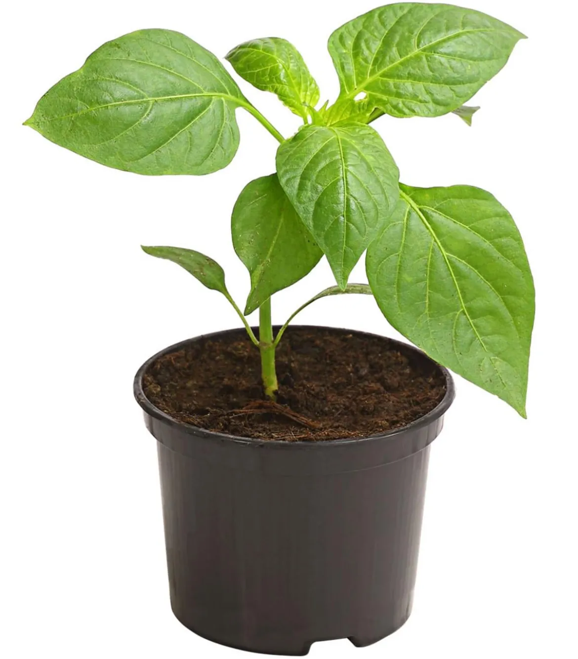Blockpaprika, rot