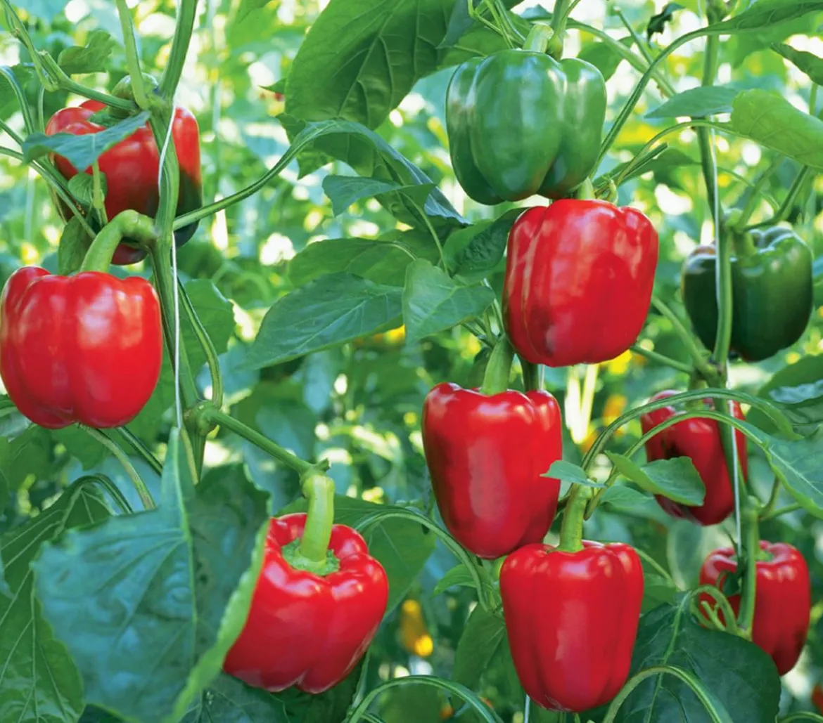 Blockpaprika, rot