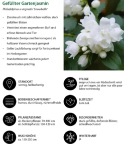 Blütenhecke Elegance, 4-teilig