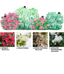 Blütenhecke Elegance, 4-teilig