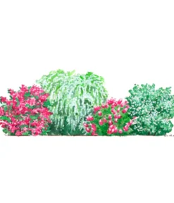 Blütenhecke Elegance, 4-teilig