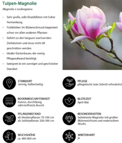 Blütenhecke Impress, 4-teilig