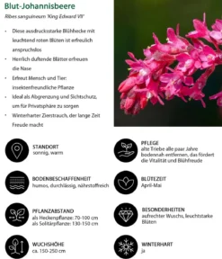 Blütenhecke Impress, 4-teilig