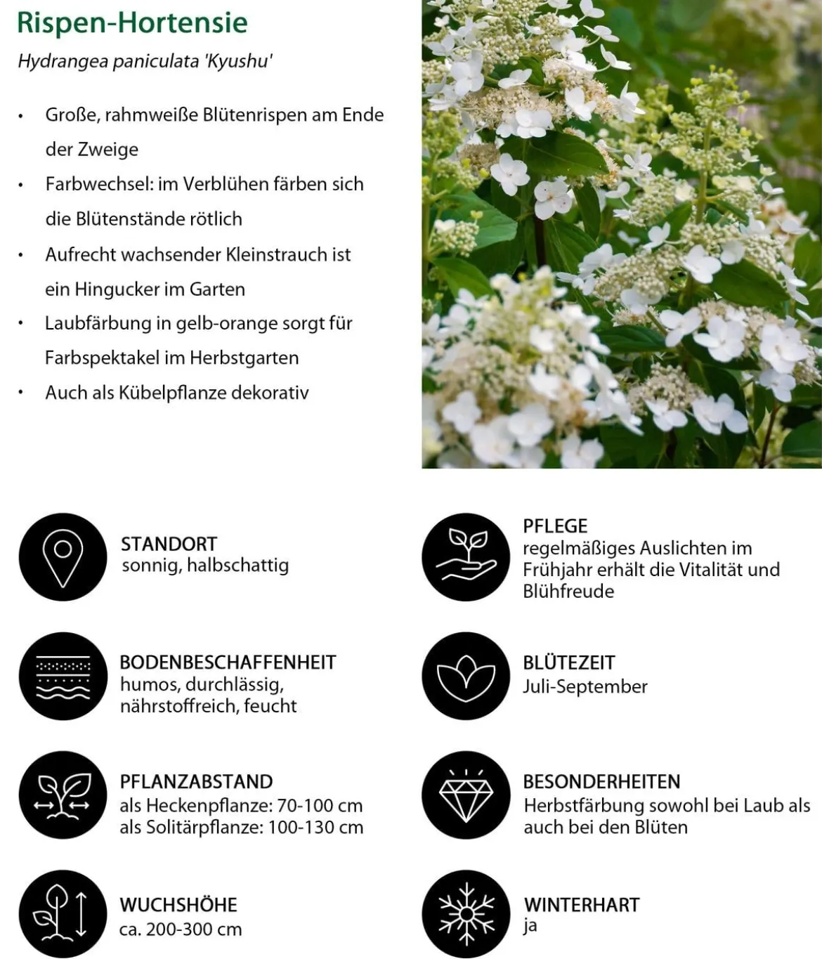 Blütenhecke Impress, 4-teilig