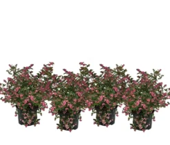 Blütenhecke 'Mother of Pearl', 4er-Set