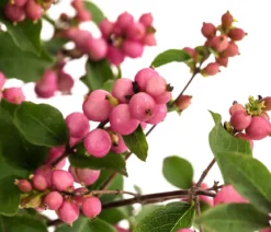 Blütenhecke 'Mother of Pearl', 4er-Set