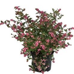 Blütenhecke 'Mother of Pearl', 4er-Set